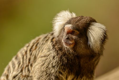 Free Intimate close-up of a common marmoset showcasing its distinctive ear tufts. Stock Photo