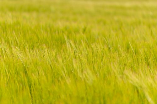 Free A vibrant wheat field swaying gently in the summer breeze, capturing the essence of rural tranquility. Stock Photo
