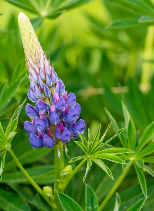 Free Close-up of a purple lupine flower with lush green foliage, captured outdoors in spring. Stock Photo