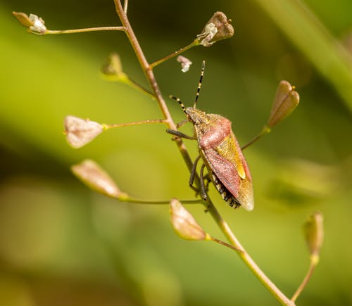 Fotobanka s bezplatnými fotkami na tému chrobák, divočina, entomológia