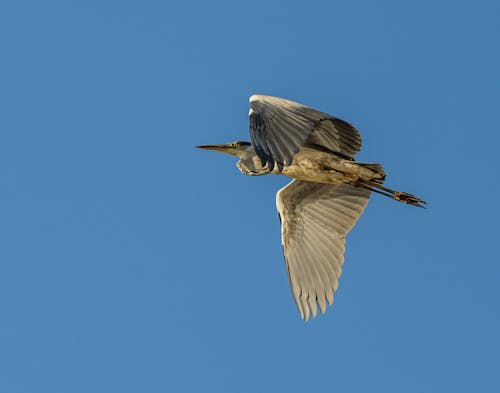 Darmowe zdjęcie z galerii z błękitne niebo, czyste niebo, great blue heron