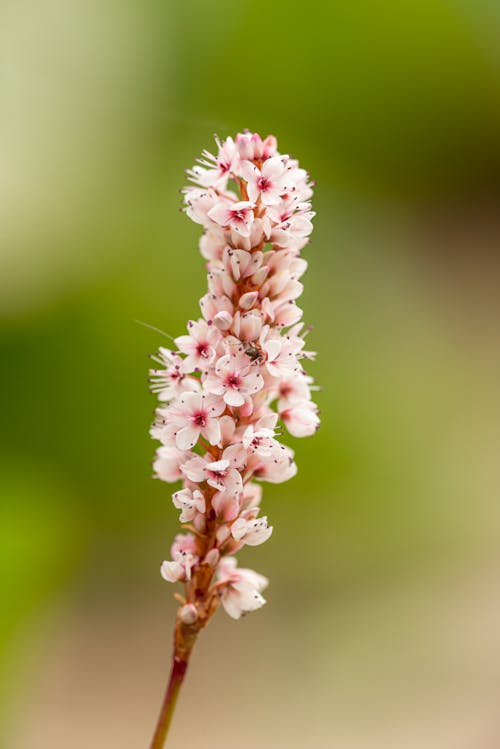 Foto d'estoc gratuïta de bokeh, creixement, florint