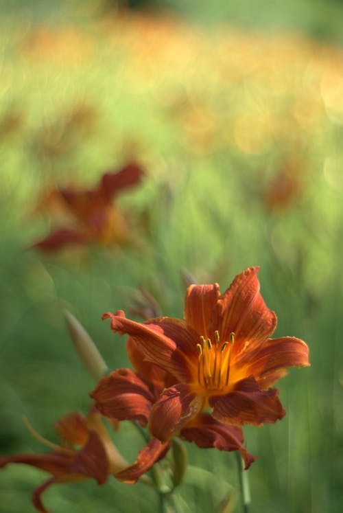 A close up of a red daylily flower