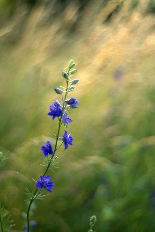 A blue flower in a field of green grass