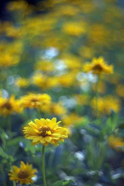 Yellow flowers in a field with green grass