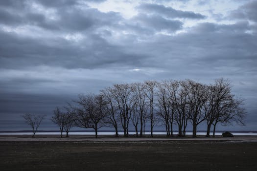 Bare trees by the ocean on a cloudy day in Stamford, CT, creating an atmospheric landscape.
