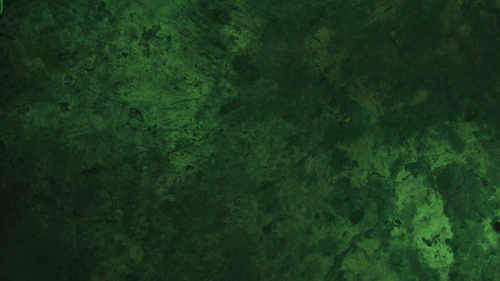 Free through the forest Stock Photo