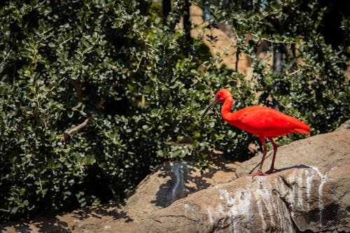 Scarlet Ibis Perching on Rock