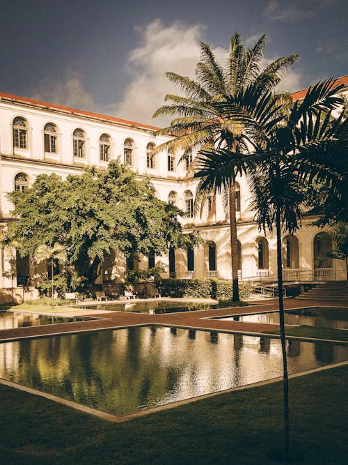 Palm Trees in Courtyard