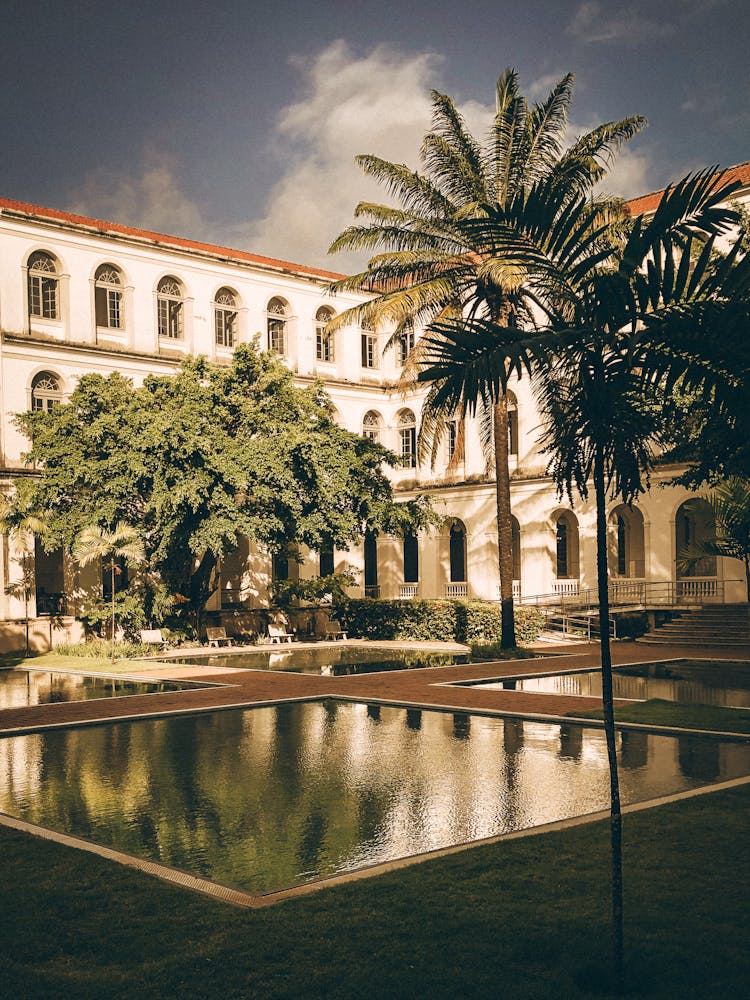 Palm Trees In Courtyard