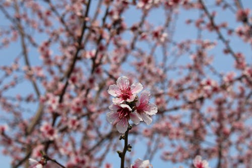 Kostnadsfri bild av aprikos, blomma, blommor