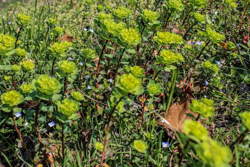 Kostnadsfri bild av blommor, grön