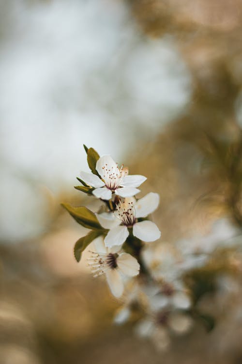 Close-up of a Branch with Small, White Flowers