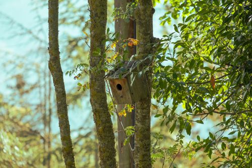Free A close-up of a wooden birdhouse nestled among vibrant trees in Espinelves, Spain. Stock Photo