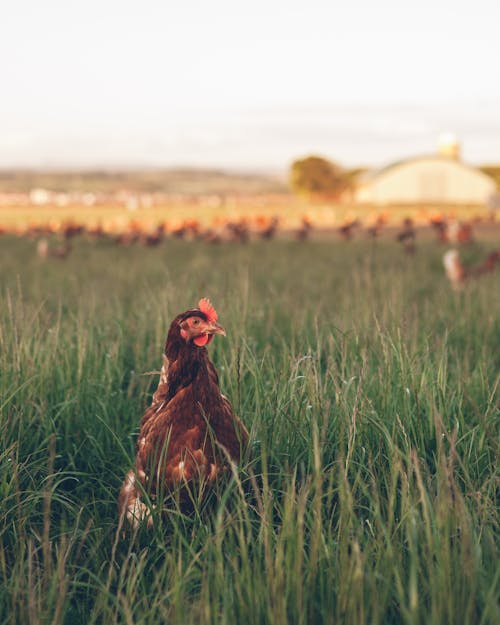 A Hen on a Grass Field 