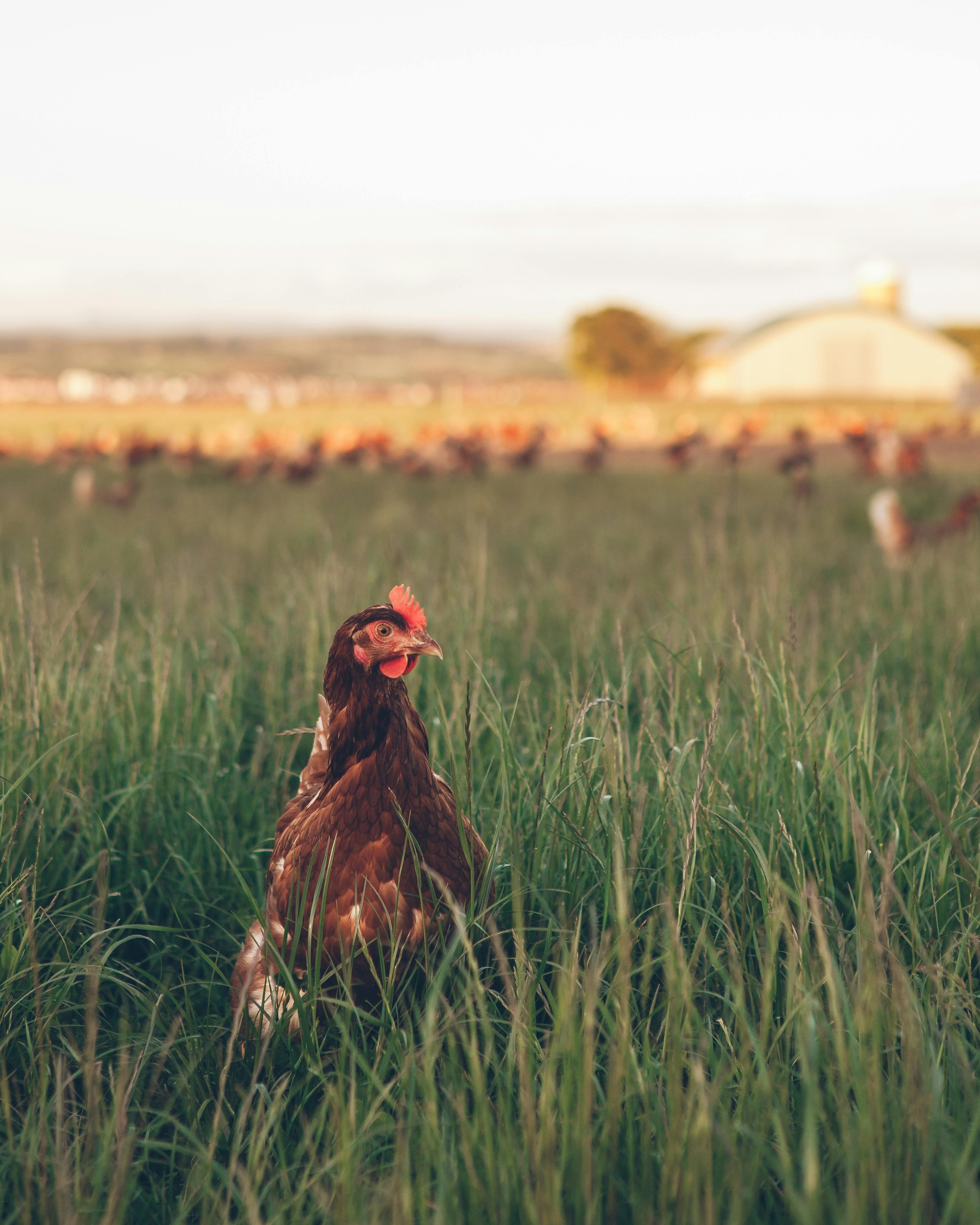 Chicken Or Hen On A Green Meadow Stock Photo - Download Image Now