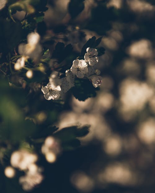 Close up of Spring Blossoms