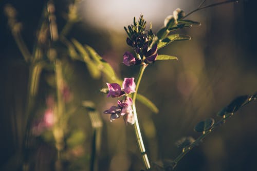 꽃, 나뭇잎, 보라색의 무료 스톡 사진