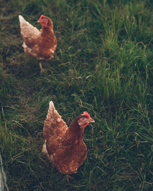 Hens on a Grass Field 