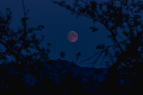 Foto d'estoc gratuïta de arbre, branques, cel nocturn