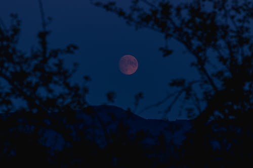 Free A Red Full Moon seen between Tree Branches and over the Mountains at Night  Stock Photo