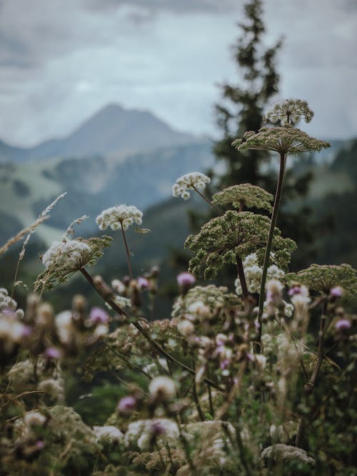 Close-up Photo of Plants Growing on a Mountain Meadow