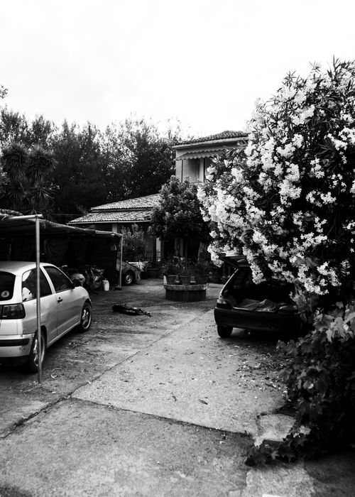 Free Monochrome view of a driveway with cars, flowers, and a garden. Stock Photo