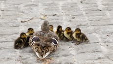 一只野鸭妈妈带着小鸭子在鹅卵石人行道上休息，构成了一幅宁静的户外场景