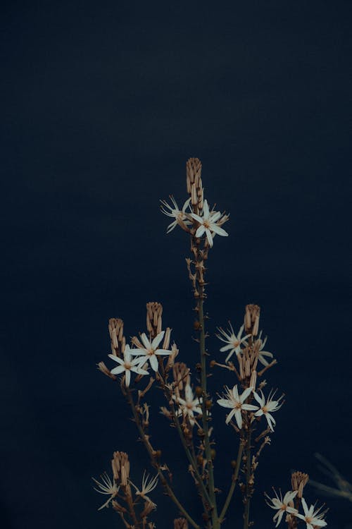 Gratis lagerfoto af asphodel, blomster, flora