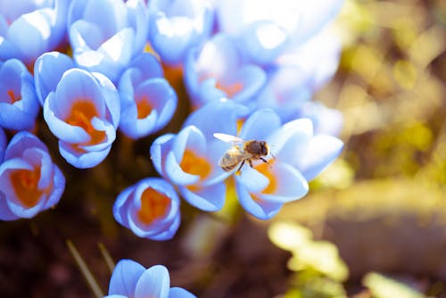 Gratis stockfoto met bloemen, forager bee, krokus