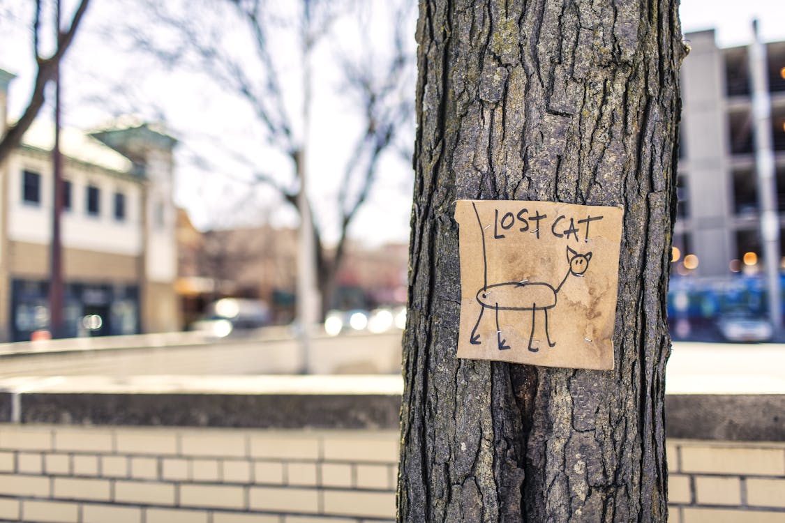 Macro Photography of Brown and Black Lost Cat Signage on Black Bare Tree