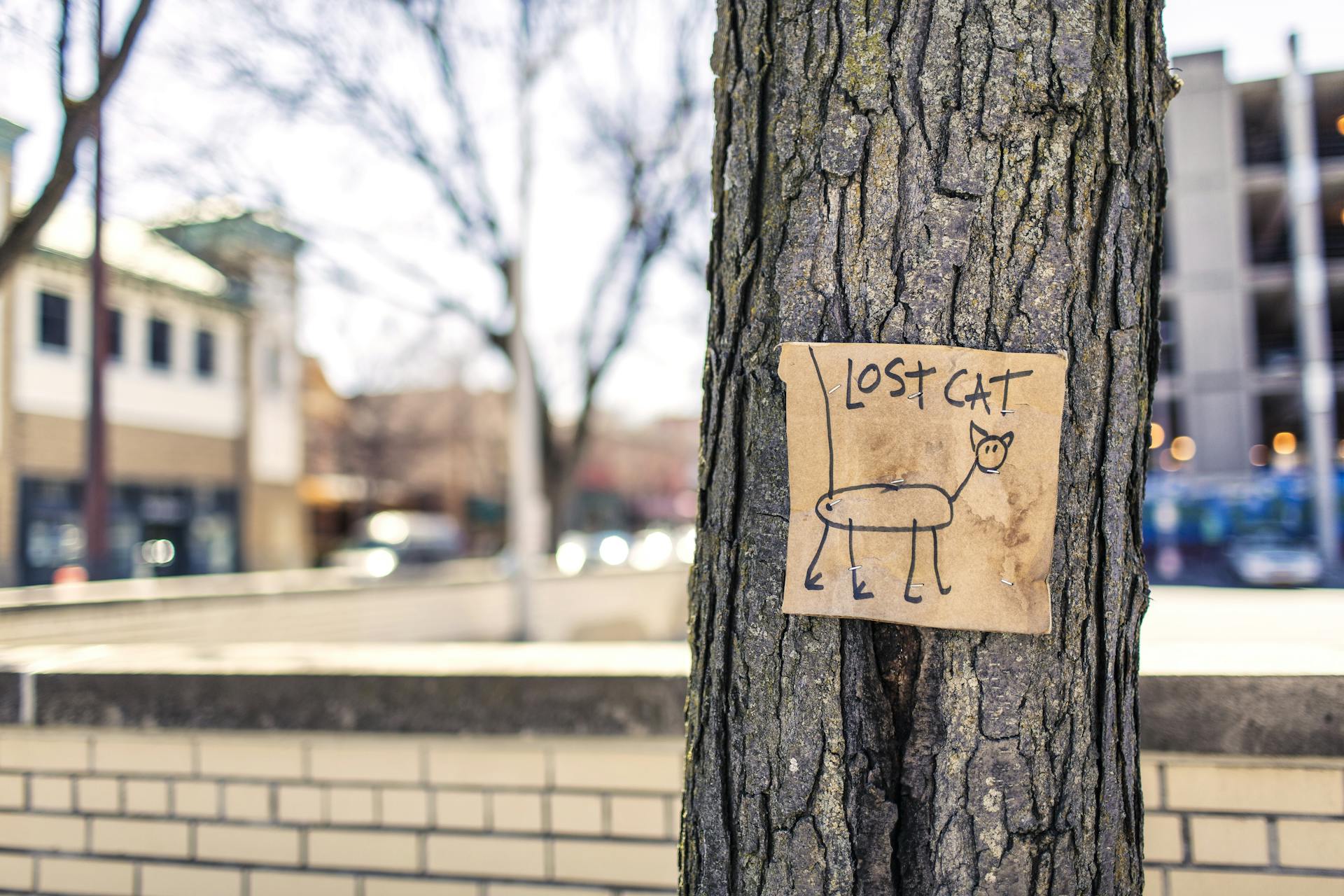 Macro Photography of Brown and Black Lost Cat Signage on Black Bare Tree