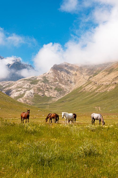 Free A serene landscape capturing horses grazing in a lush meadow with majestic mountains in the background. Stock Photo