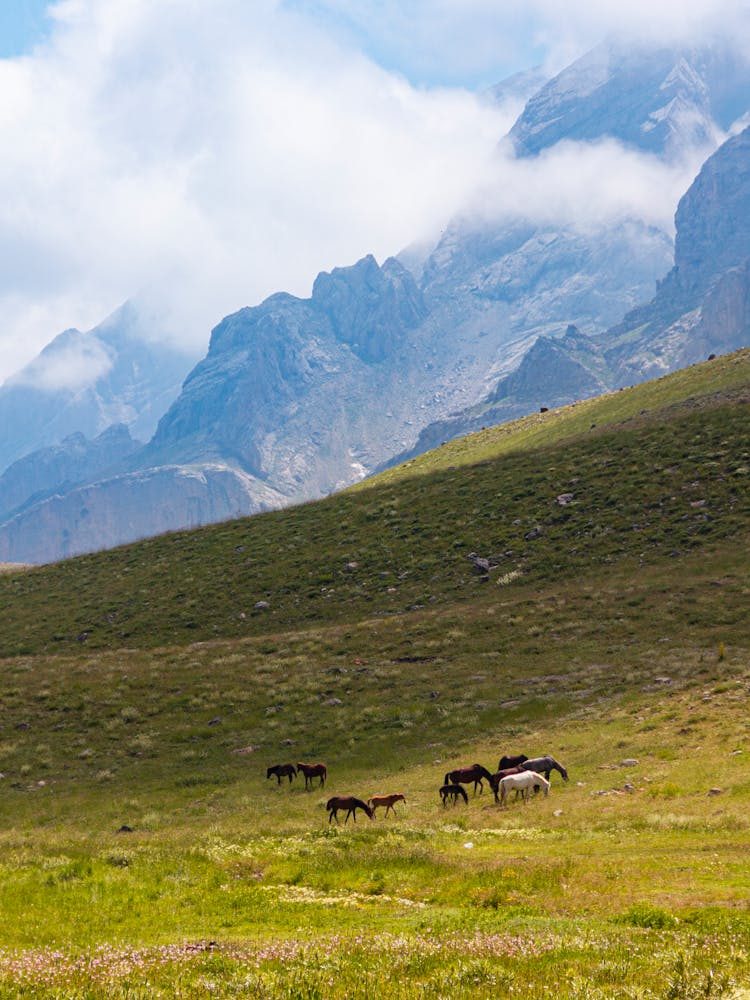 Scenic Landscape With A Herd Of Horses On A Hill 