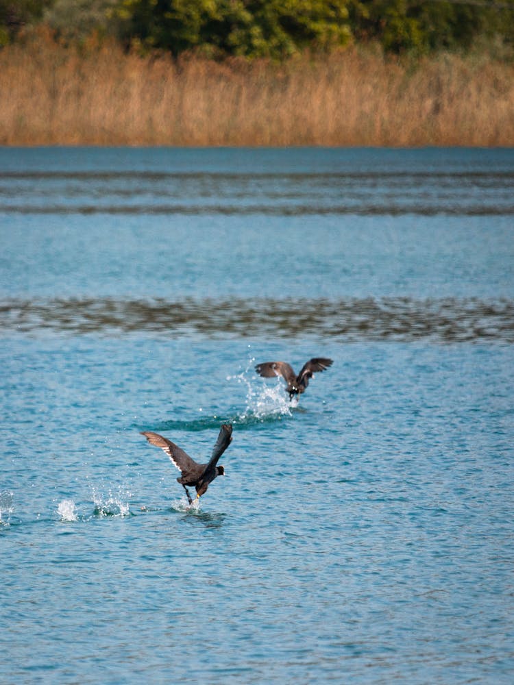 Geese Landing In River