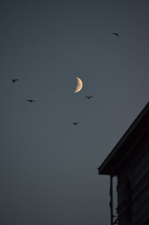 Foto d'estoc gratuïta de gavines, lluna, mesos