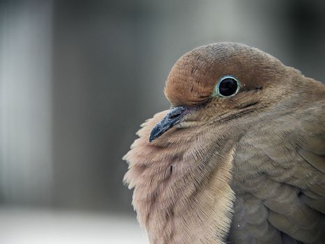 Free stock photo of animal, avian, beak