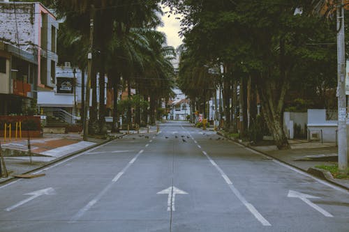 View of an Asphalt Street between Palm Trees in City 