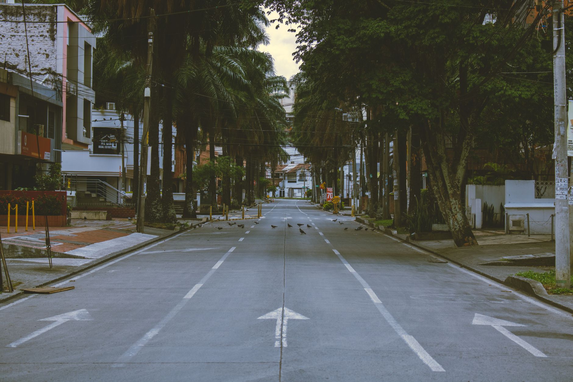 Una avenida de palmeras de Cali, vacía a primera hora