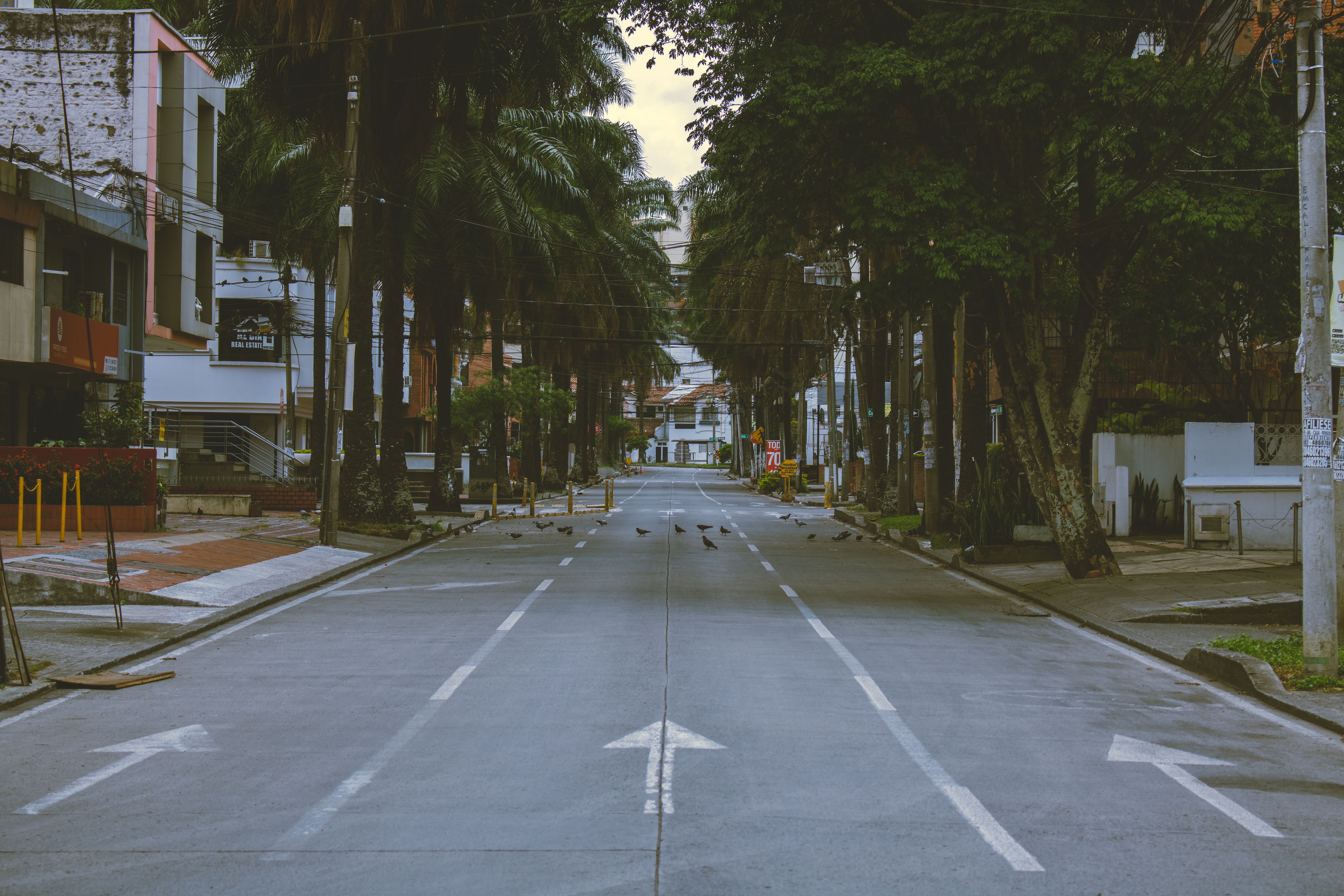 View of an Asphalt Street between Palm Trees in City · Free Stock Photo