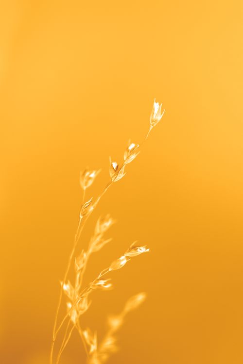 Free Delicate dry grass highlighted against a vivid golden background, capturing a warm natural aesthetic. Stock Photo