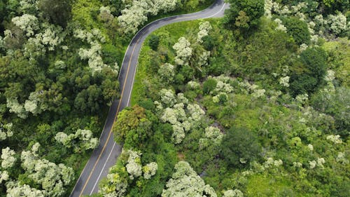 Road among Flowering Shrubs