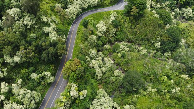 Photo by Jason Sherrod Aerial view of a winding road through lush green foliage in Haiku-Pauwela, Hawaii.