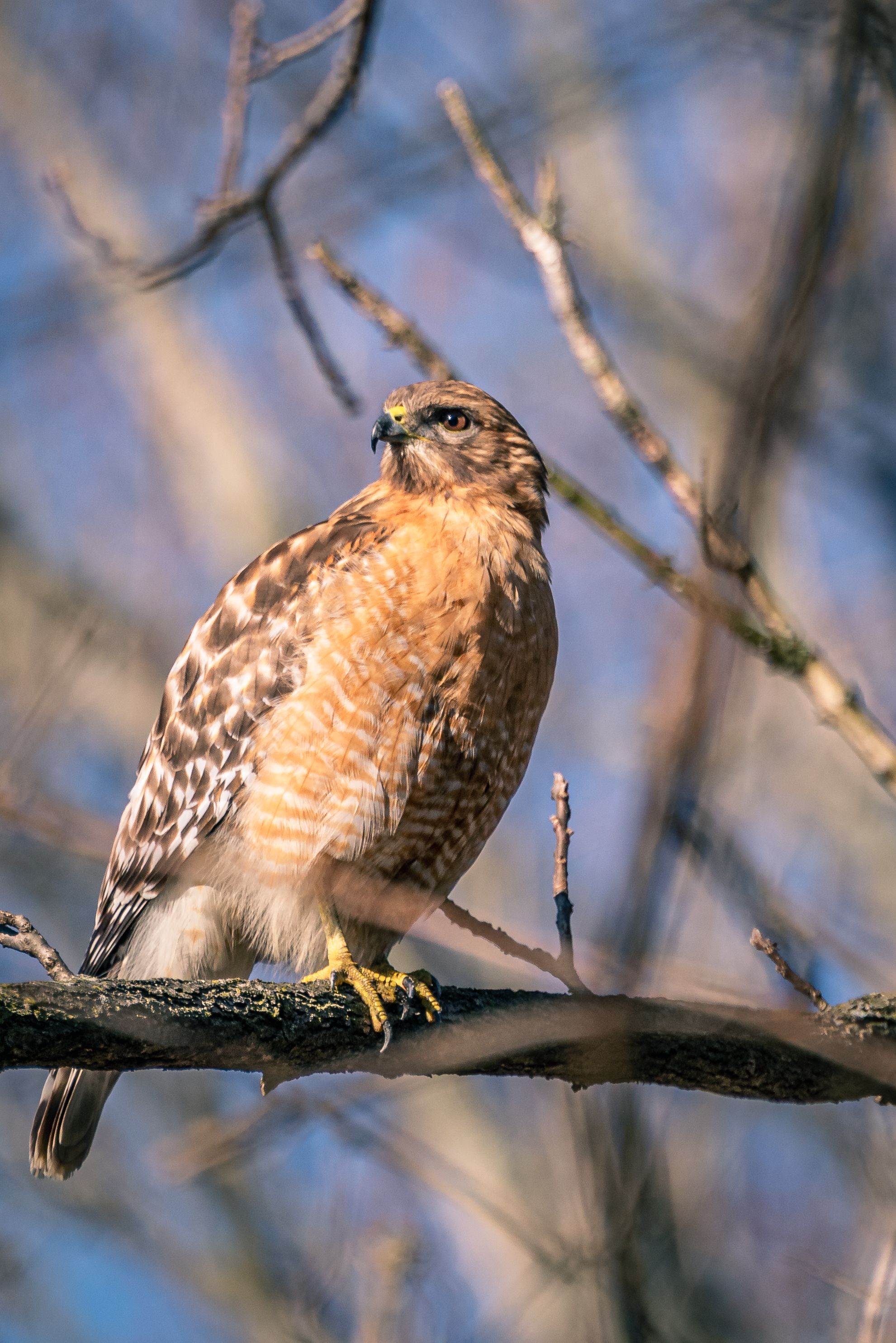 A Hawk on a Branch · Free Stock Photo
