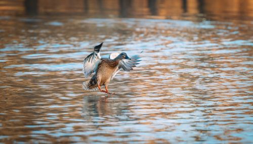 Free A beautiful duck spreads its wings gracefully on a sunlit lake, capturing a peaceful wildlife scene. Stock Photo