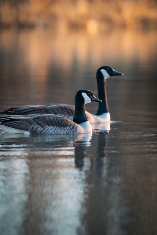 Gratis stockfoto met beesten, detailopname, eenden