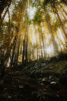 Discover the serene beauty of sunlight filtering through tall trees in Squamish, British Columbia.