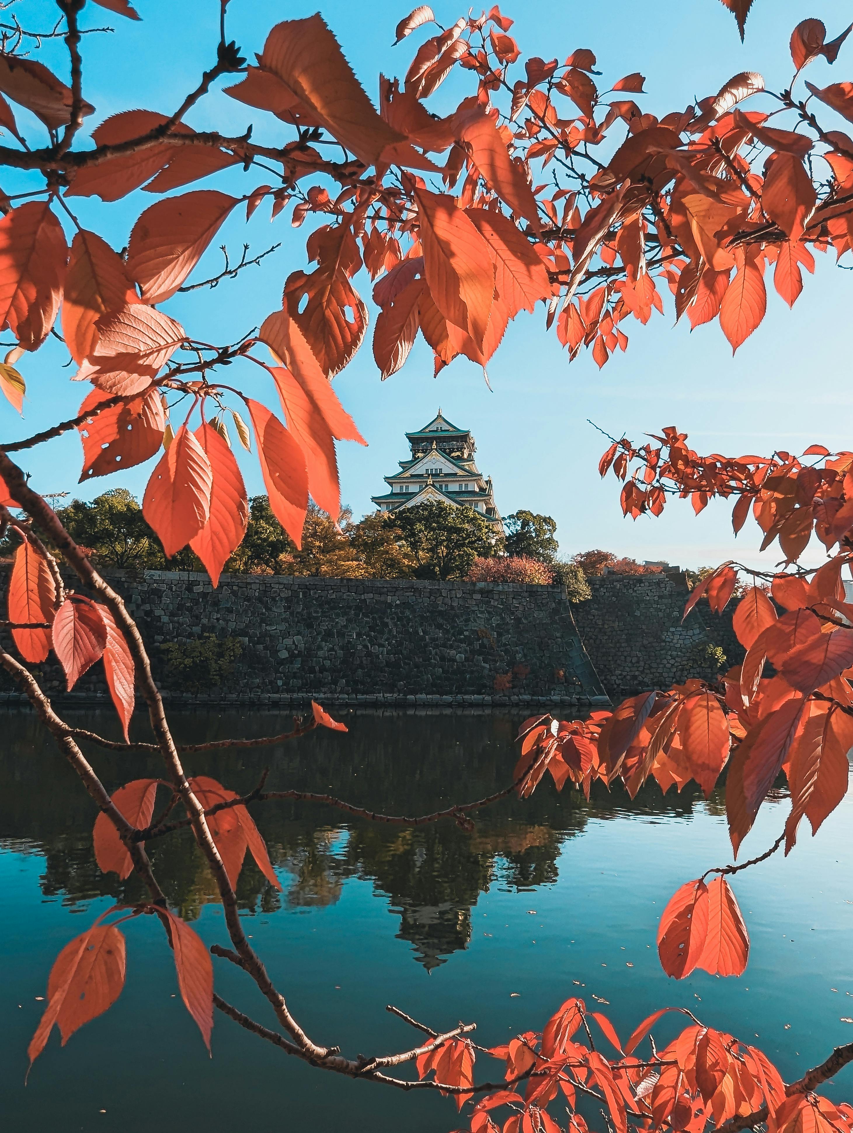 A stunning view of Osaka Castle framed by vibrant orange autumn leaves, reflecting in the lake.