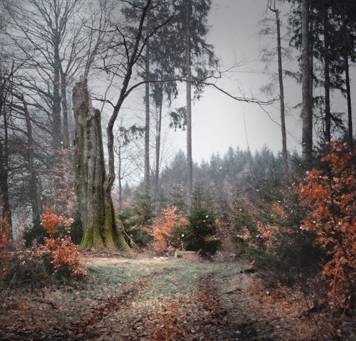 Foto stok gratis batang pohon, dingin, hutan