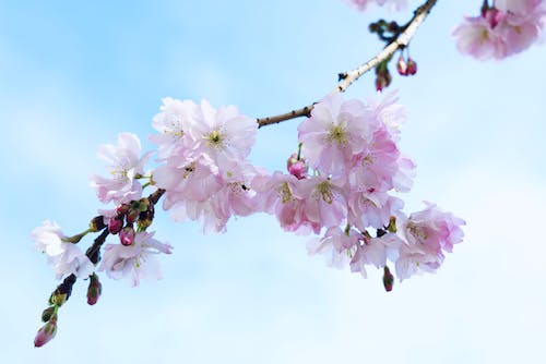 Close-up of Cherry Blossom 